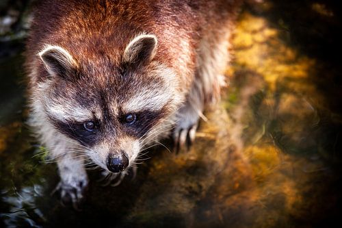 Raccoon by the water