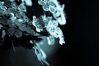 meidoorn witte bloem zwart wit