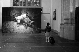Femme regardant une photographie d'un rhinocéros, réalisée par Neil Aldridge.
