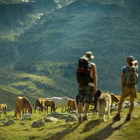 Chevaux sauvages dans les montagnes suisses près de Sankt-Moritz sur Sébastiaan Stevens