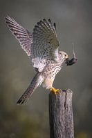 Turmfalke