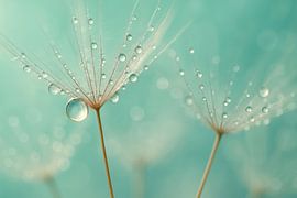 Paardenbloem met waterdruppels van Art & Soul Creations