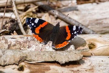 atalanta in de zon van Stobbe; stiltegrafie