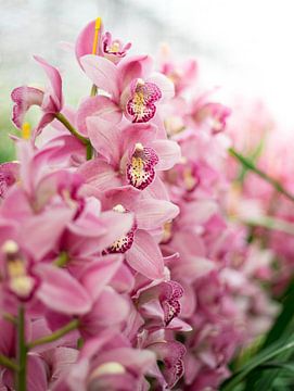 orchidee van Laura Vollering