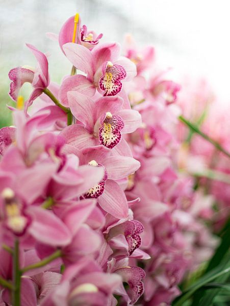 orchidée par Laura Vollering