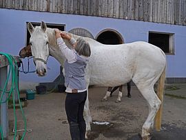 Training with the white horse on a riding arena in autumn