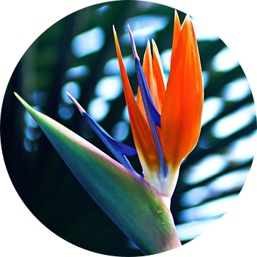 Trotse paradijsvogelbloem in de botanische tuin