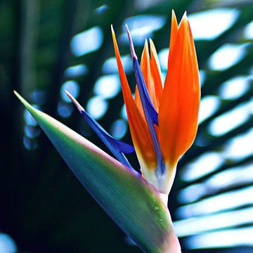 Trotse paradijsvogelbloem in de botanische tuin van Silva Wischeropp