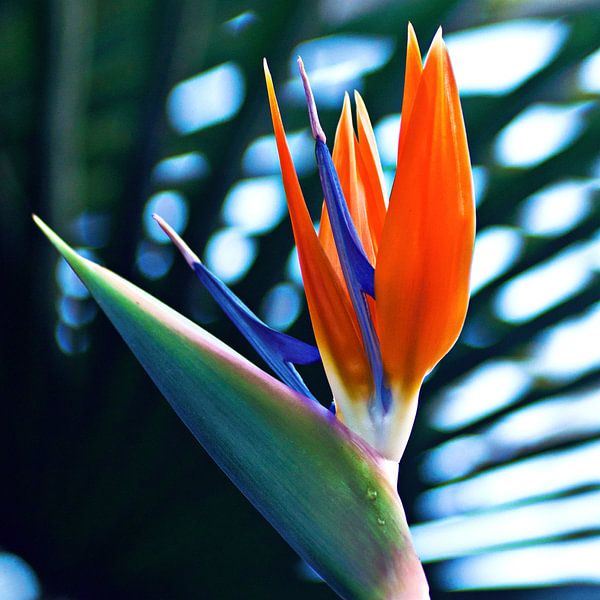 Trotse paradijsvogelbloem in de botanische tuin van Silva Wischeropp