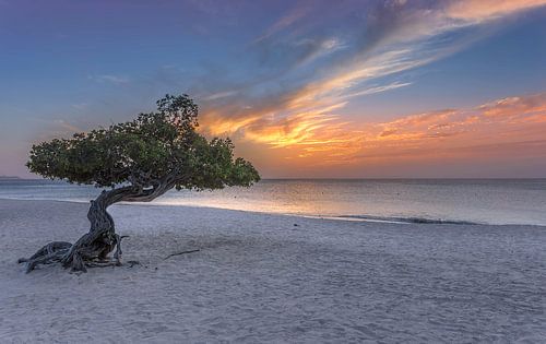 Divi Divi tree Aruba by Rene Ladenius Digital Art