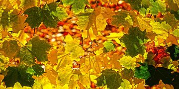herfstkleuren van Stefan Havadi-Nagy