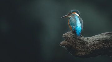 Kingfisher by Alex Pansier
