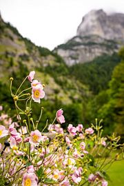 Roze bloemen in berglandschap