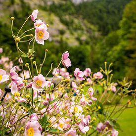Rosa Blumen in Berglandschaft von Daisy Renders