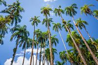 Palm garden, Paramaribo