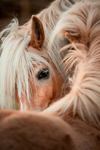 Vriendschap in detail | Paarden fine-art van Madinja Groenenberg