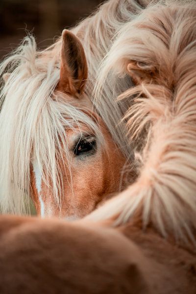 Friendship in detail | Equine fine-art by Madinja Groenenberg