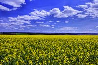 Mooi bloemenveld in de Eifel