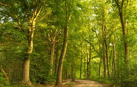 Sunrise in the forest (Groningen - Netherlands) by Marcel Kerdijk