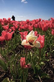 Bloembollenvelden in de bollenstreek by foto-fantasie foto-fantasie