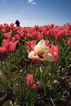 Bloembollenvelden in de bollenstreek