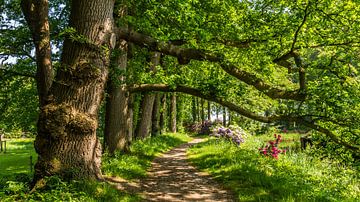 Old beech lane by Hilda Weges