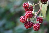 L'automne a recommencé !