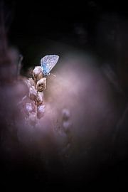 Erinnerung an einen schönen Sommerabend von Bob Daalder