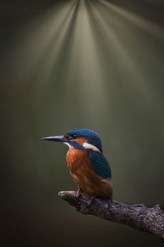 Kingfisher in Spotlight by Maurice van de Waarsenburg