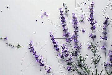Lavendel van Felix Brönnimann