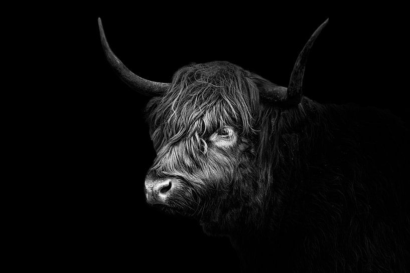Scottish Highlanders by Edwin Kooren