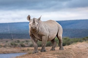 Zeldzame zwarte neushoorn in Kwandwe Private Game Reserve Zuid-Afika van Erik Verbeeck