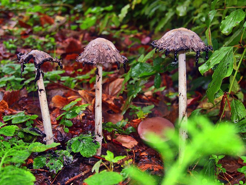 Paddestoel 12 van Edgar Schermaul