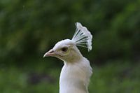 Pfau