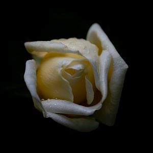 Rose dans l'obscurité