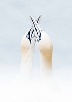Gannet pair