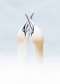 Jan van Genten paar van Liesbeth Steller