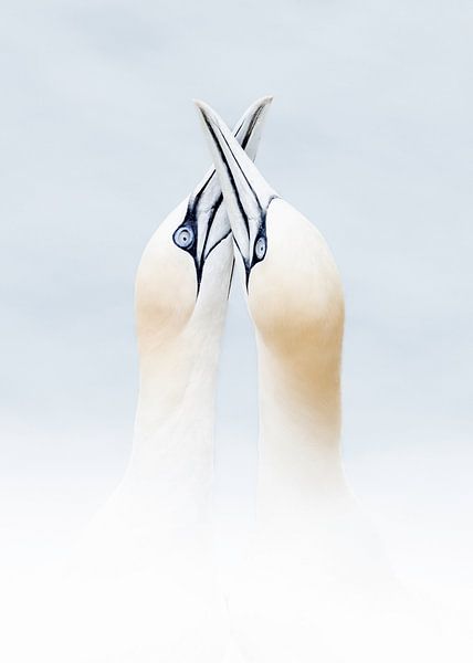 Gannet pair by Liesbeth Steller