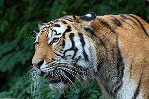 Siberische tijger