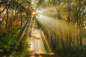 Gouden zonnestralen in herfstbos