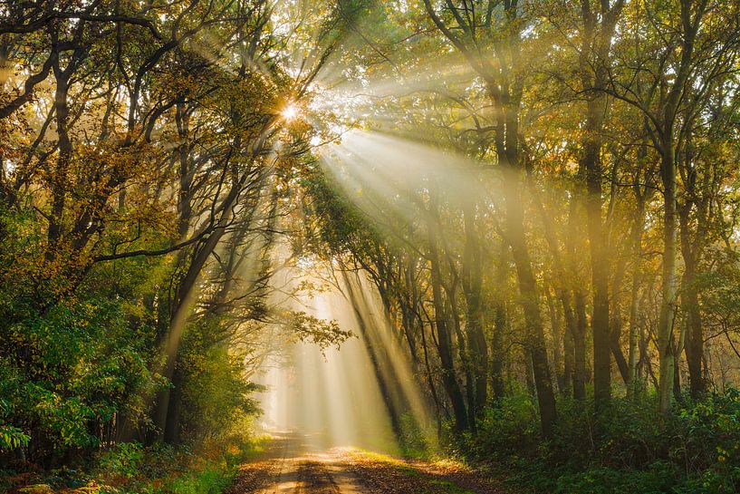 Goldene Sonnenstrahlen im Herbstwald von Karla Leeftink