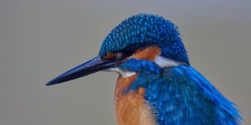 IJsvogel - Portret van een mooie ijsvogelman in panoramaformaat