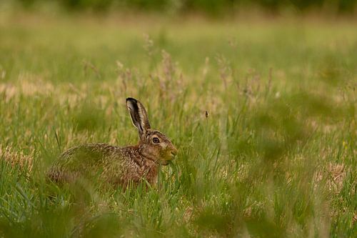 Futtersuchender Hase.