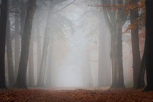 Photographie de la forêt "Majestic