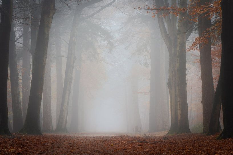 Forest photography &quot;Majestic&quot; by Björn van den Berg