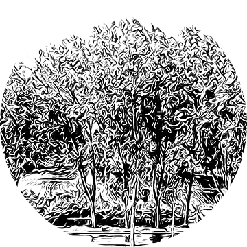 Bomen zwart-wit illlustratie van Hans Levendig (lev&dig fotografie)