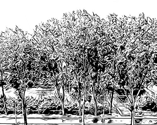 Bomen zwart-wit illlustratie van Hans Levendig (lev&dig fotografie)