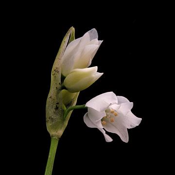 Bloemknop van Allium paradoxum van Bartel van den Berg