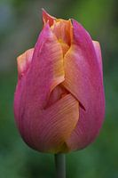 Tulip
