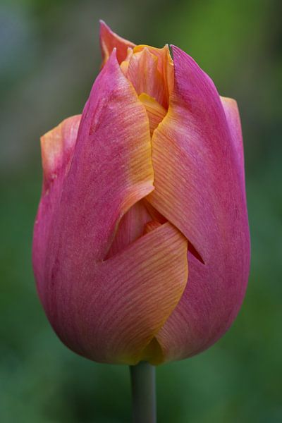 Tulip by Henry Jansen